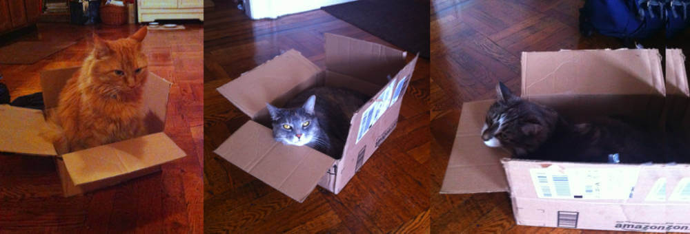 cats in box triptych