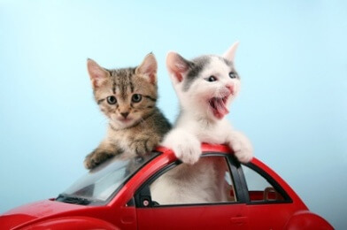 cats car