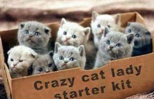 funny-cat-kitten-kit-box