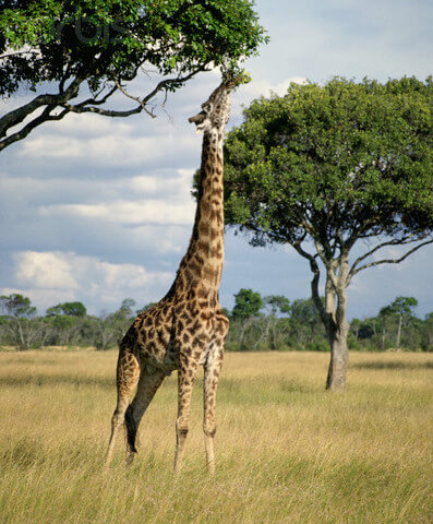 Giraffe Eating Acacia Leaves