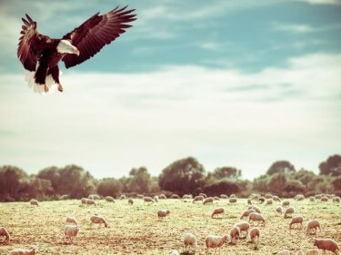 sheep_eagles_640x480_37708