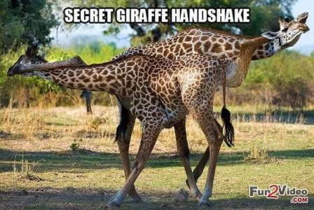 funny-giraffe-animal-meme