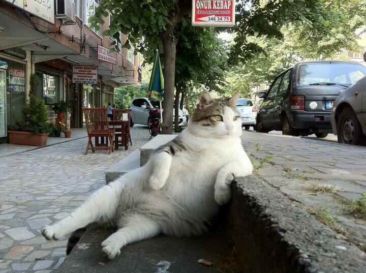 turkish cat