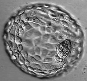 hatched-blastocyst