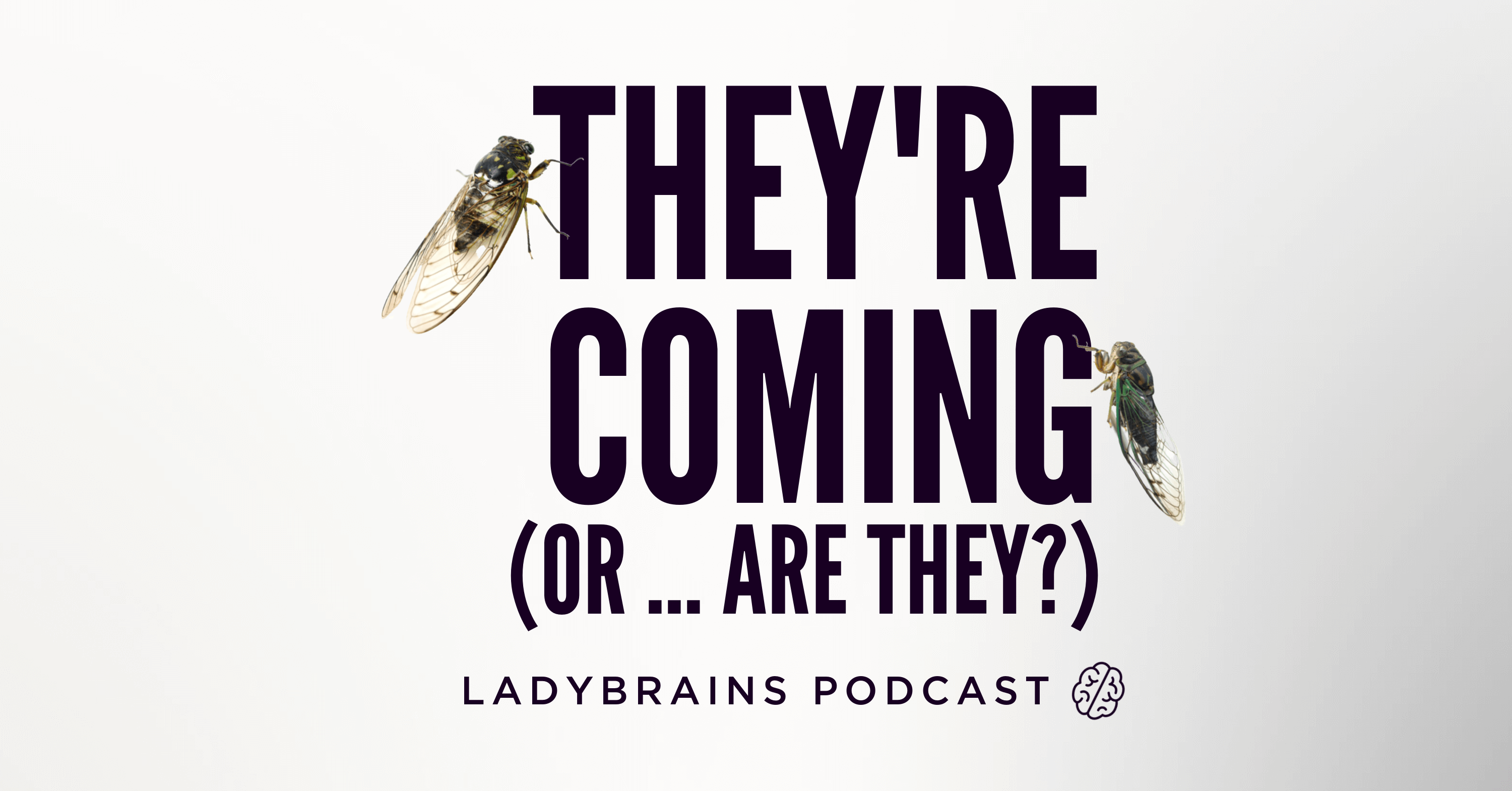 Bethany Is a Cicada Truther and You Probably Should Be Too