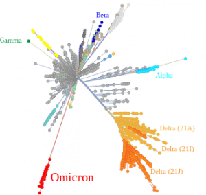 Genetic relationship between SARS-Cov-2 variants.